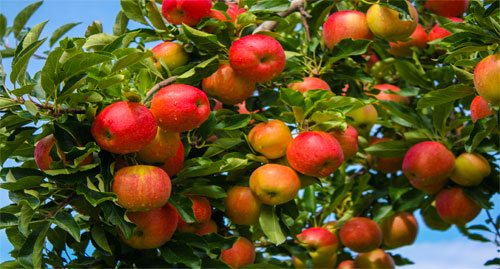 AppleOrchards