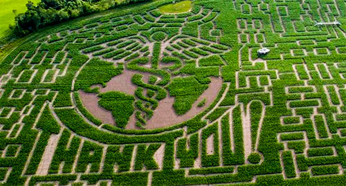 Corn Maze